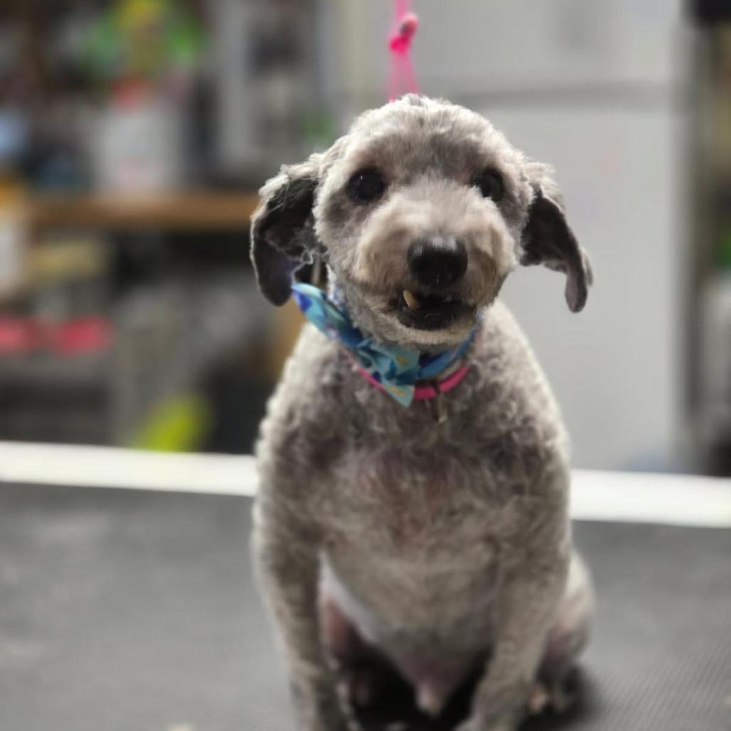Enlarge Linus, a Adoptable Poodle in Martinsburg, WV image 1/1