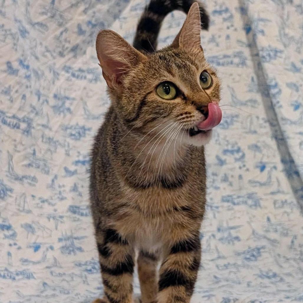 Enlarge Guinness, a Adoptable Domestic Short Hair in Lutz, FL image 3/3