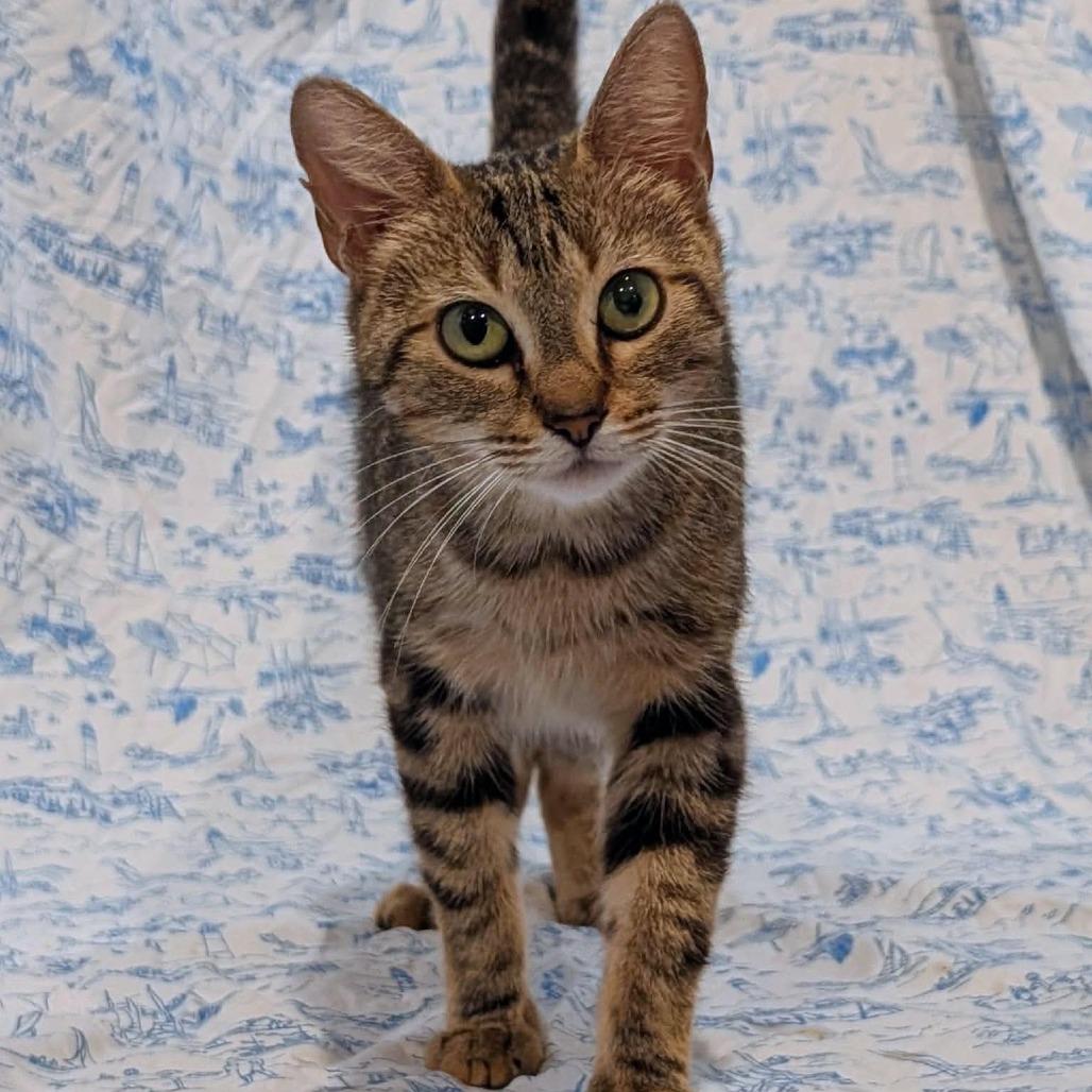 Enlarge Guinness, a Adoptable Domestic Short Hair in Lutz, FL image 1/3