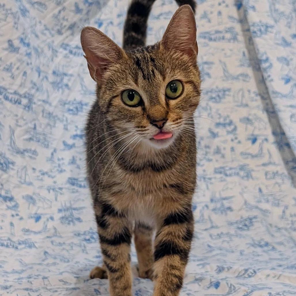 Enlarge Guinness, a Adoptable Domestic Short Hair in Lutz, FL image 2/3