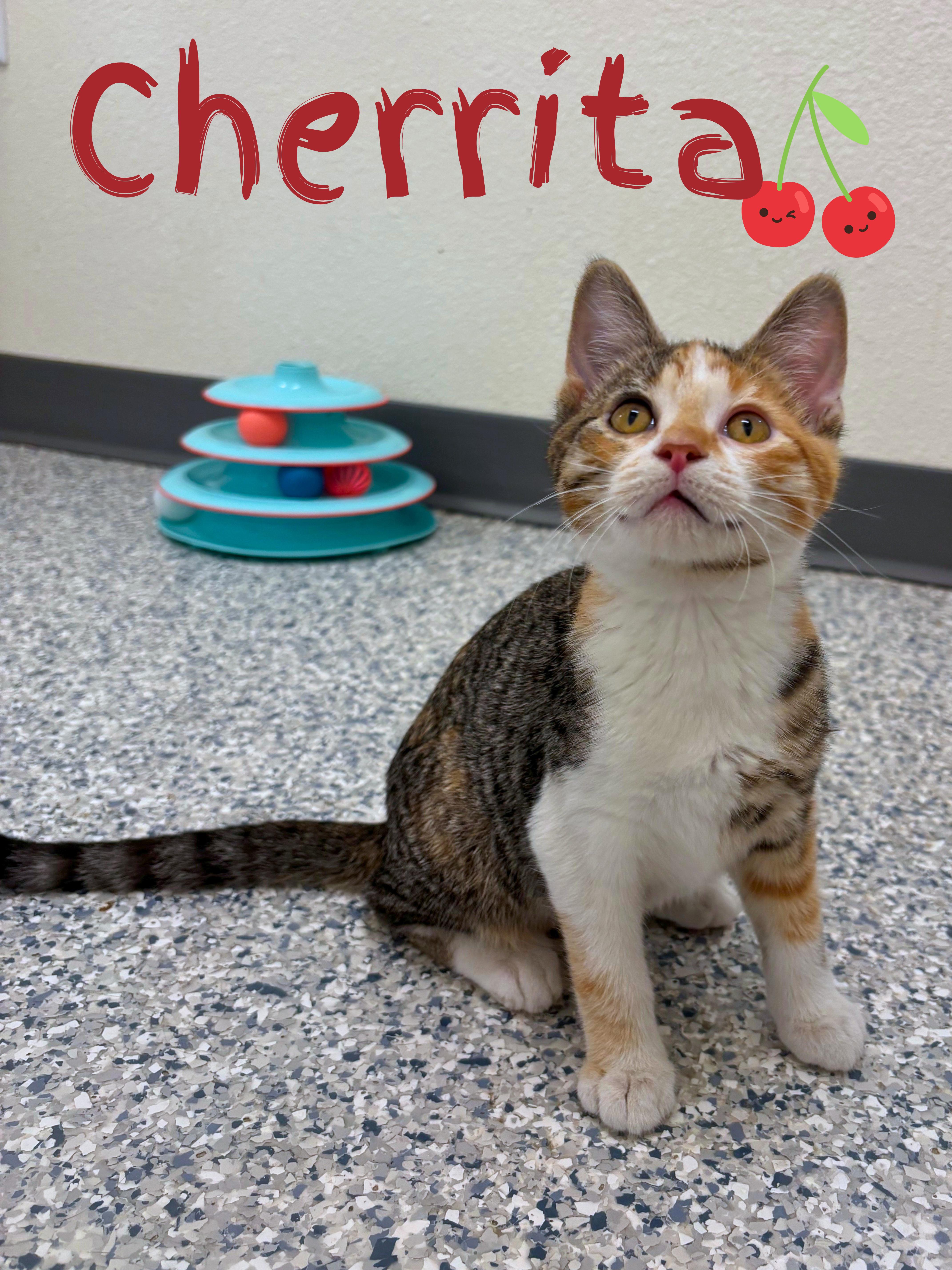 Cherrita, adopted, Kitten Female Domestic Short Hair.