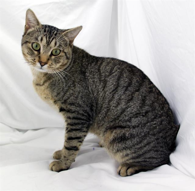 KEVIN, Adoptable, Young Male Domestic Short Hair.