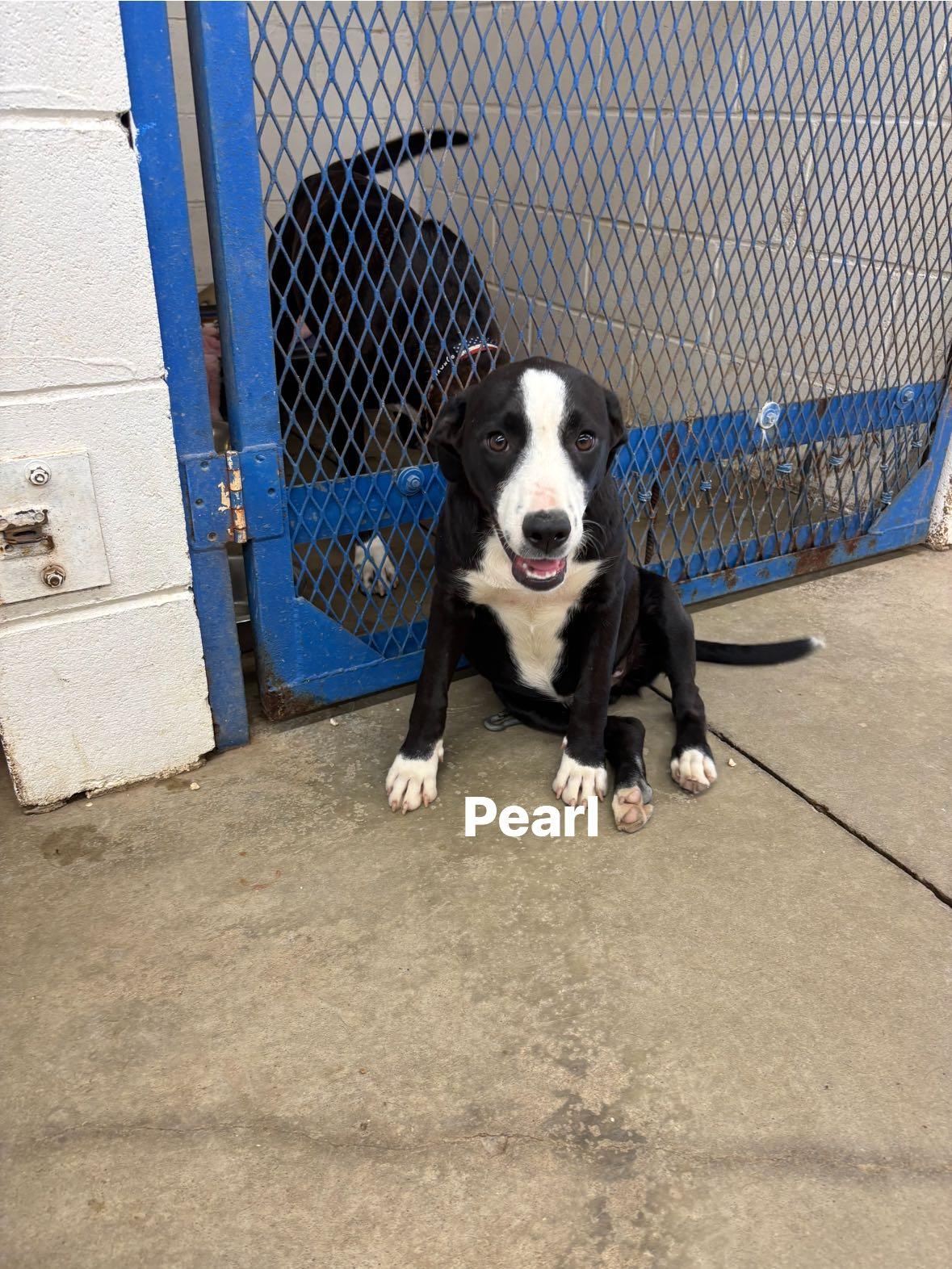 Pearl, adopted, Young Female Mixed Breed.