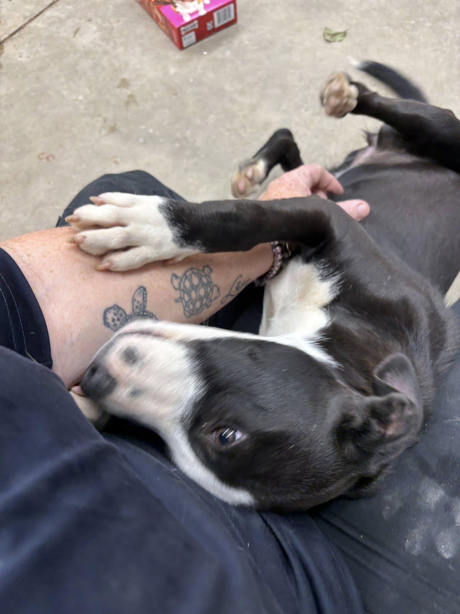 Pearl, an adopted Mixed Breed in Glenpool, OK image 2/4