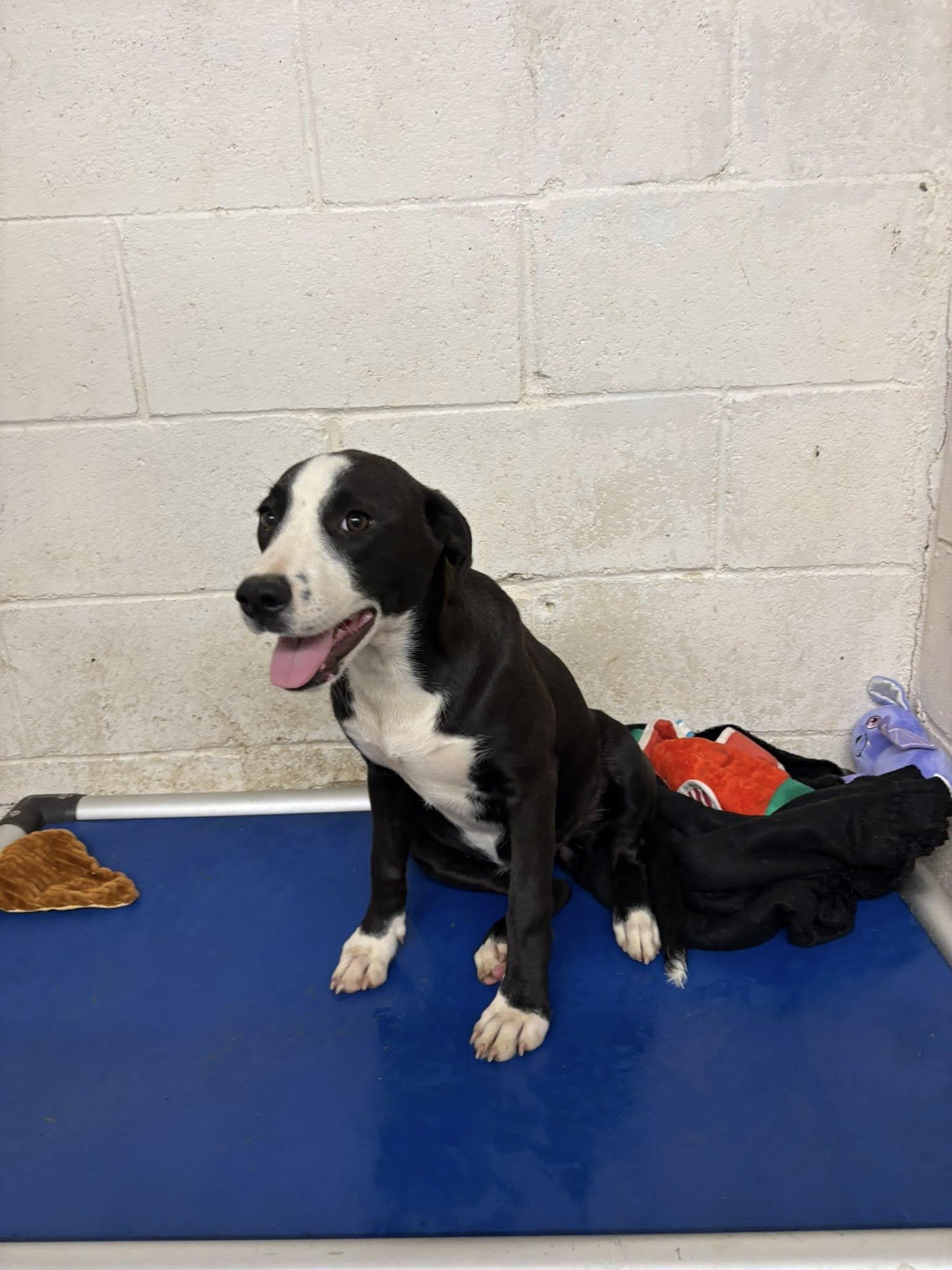 Pearl, an adopted Mixed Breed in Glenpool, OK image 3/4