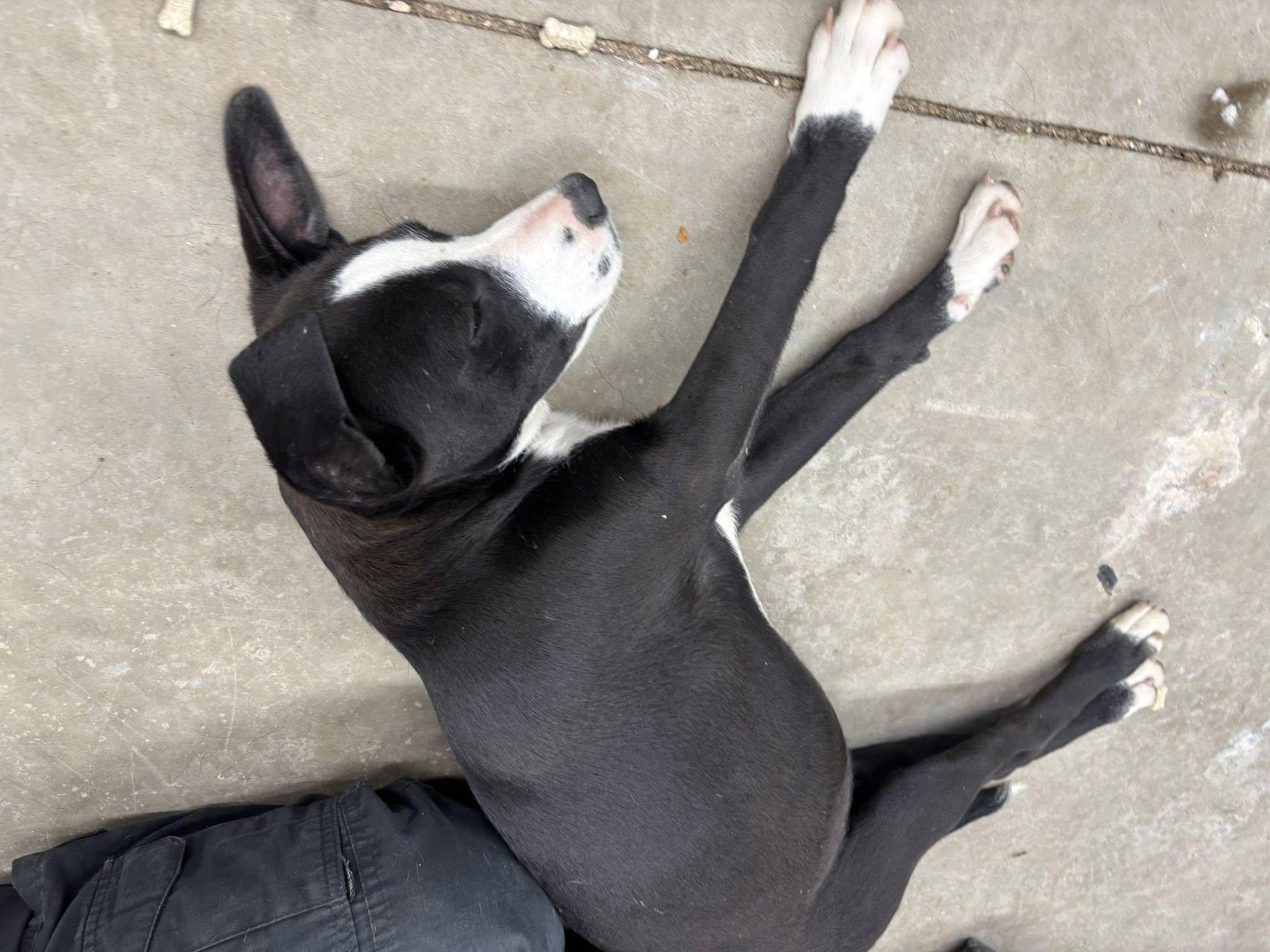 Pearl, an adopted Mixed Breed in Glenpool, OK image 4/4