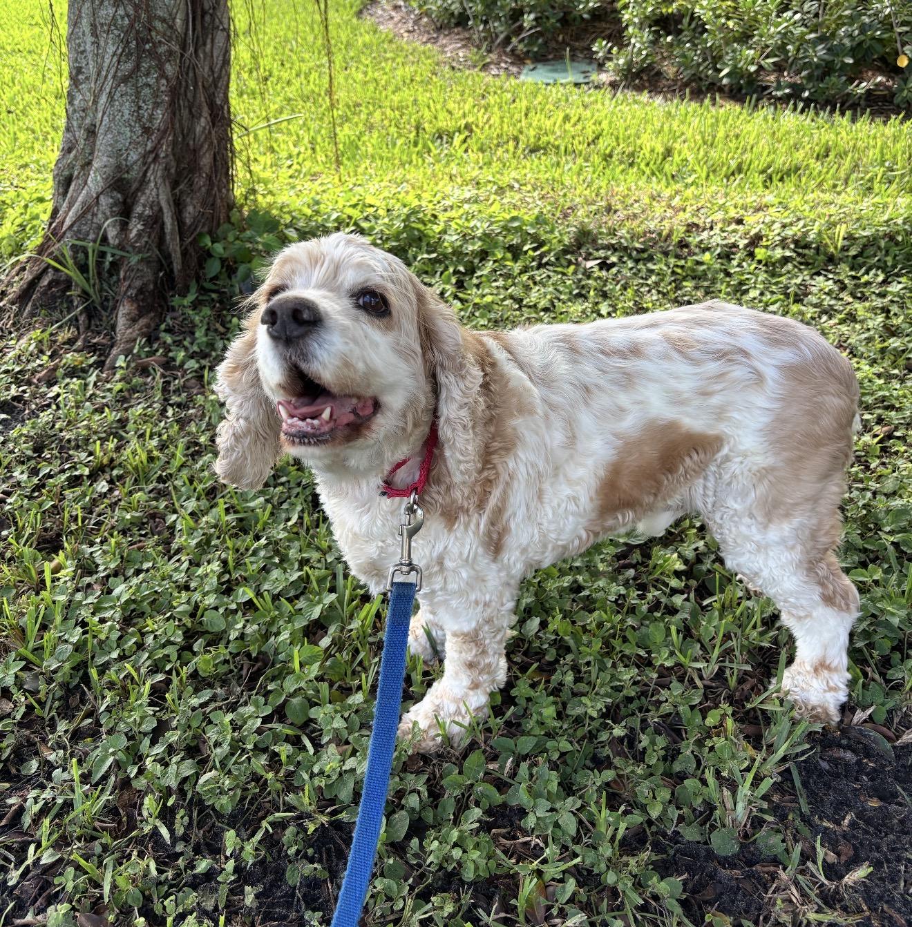 Enlarge Sammie, a Adoptable Cocker Spaniel in Palm springs, FL image 1/2