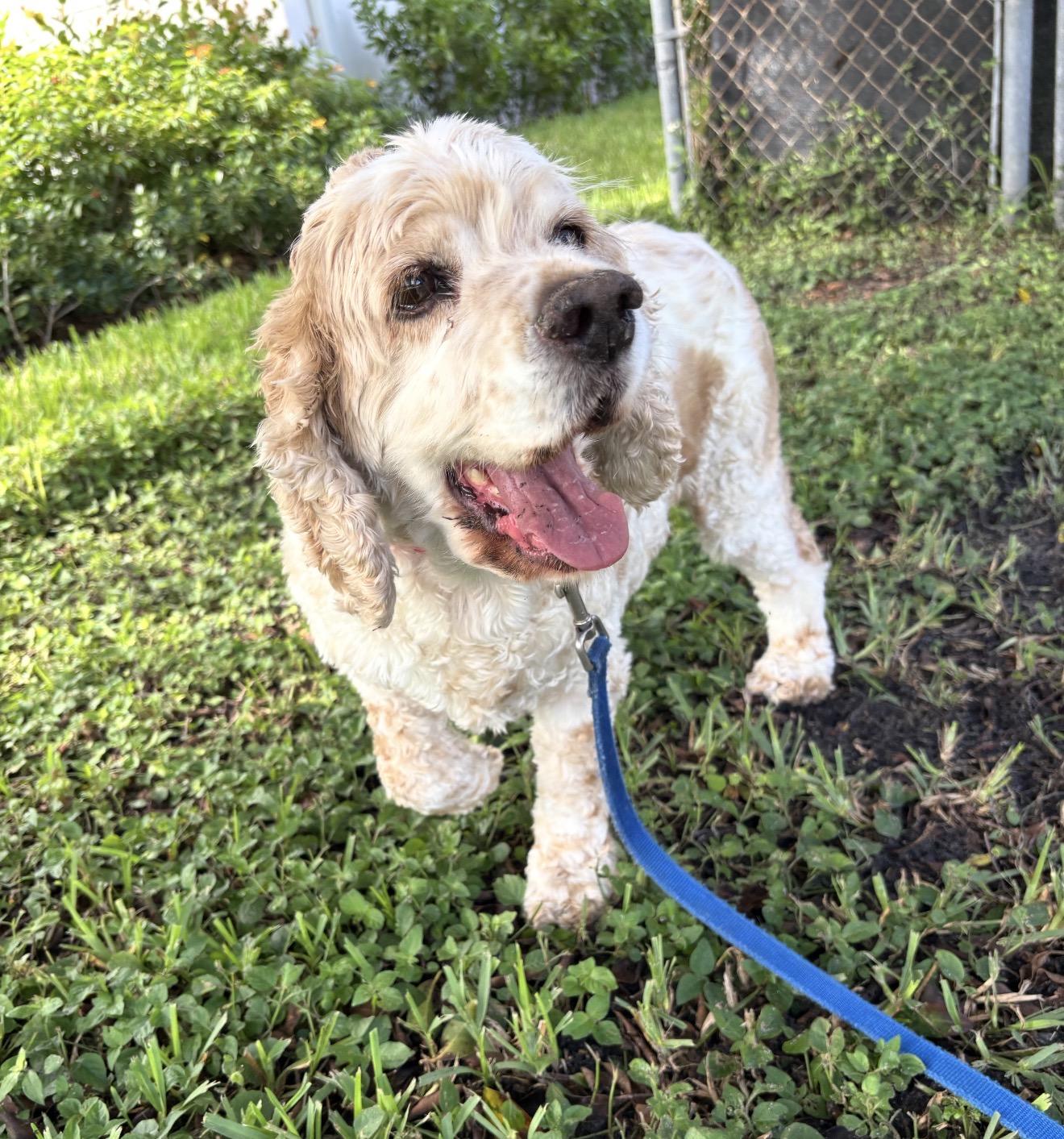 Enlarge Sammie, a Adoptable Cocker Spaniel in Palm springs, FL image 2/2
