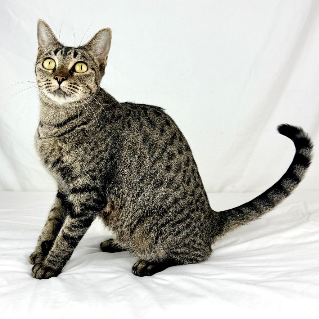 Hazelnut, Adoptable, Adult Female Domestic Short Hair.