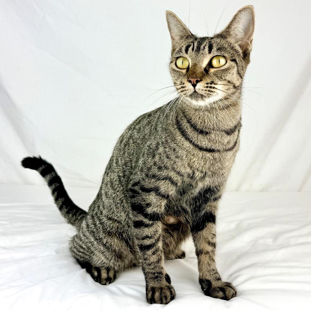 Enlarge Hazelnut, a Adoptable Domestic Short Hair in Lufkin, TX image 2/3