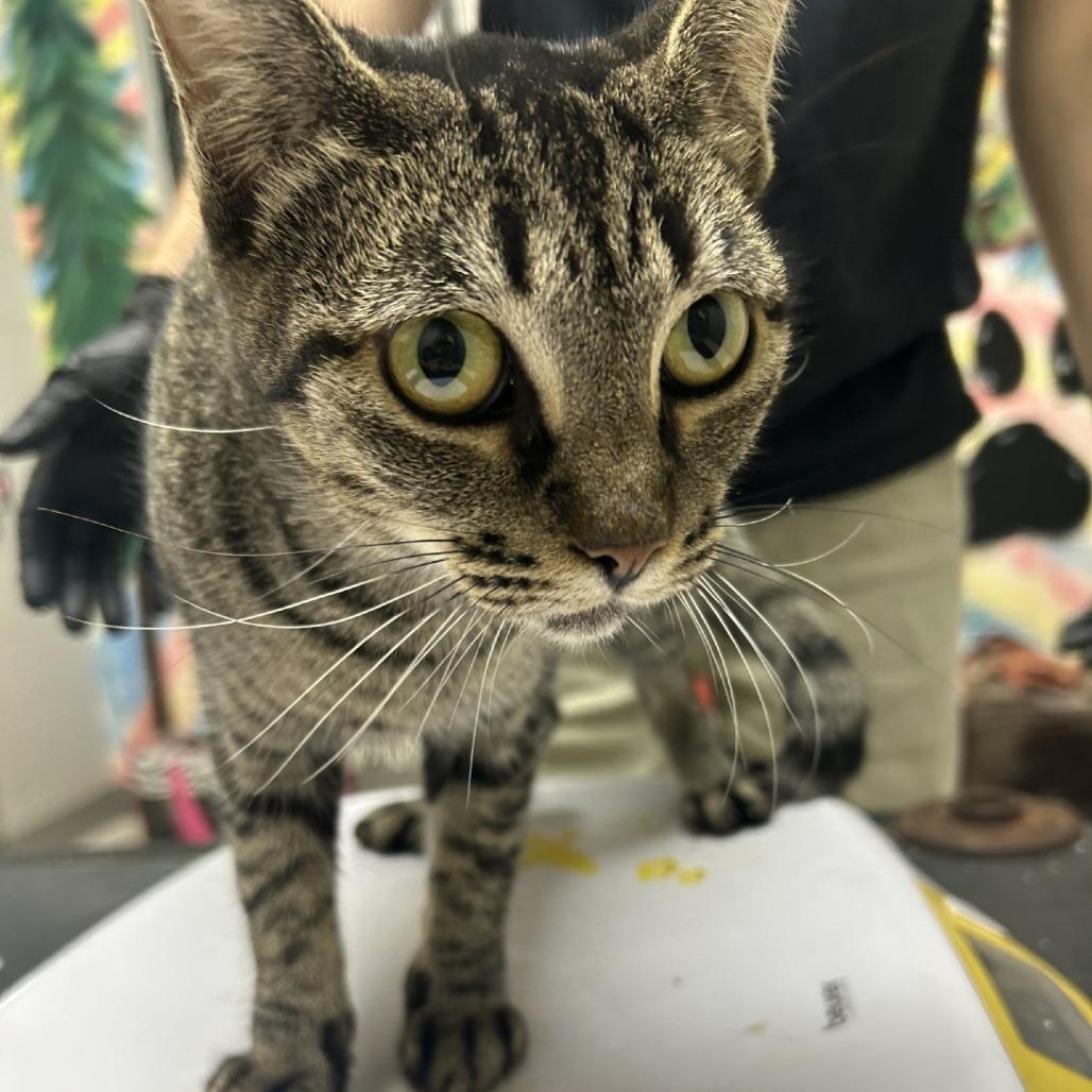 Enlarge Hazelnut, a Adoptable Domestic Short Hair in Lufkin, TX image 3/3
