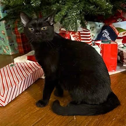 Enlarge Alfredo, a ADOPTABLE Domestic Short Hair in Smithfield, NC image 2/2