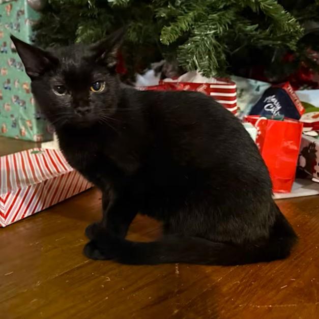 Enlarge Alfredo, a ADOPTABLE Domestic Short Hair in Smithfield, NC image 1/2