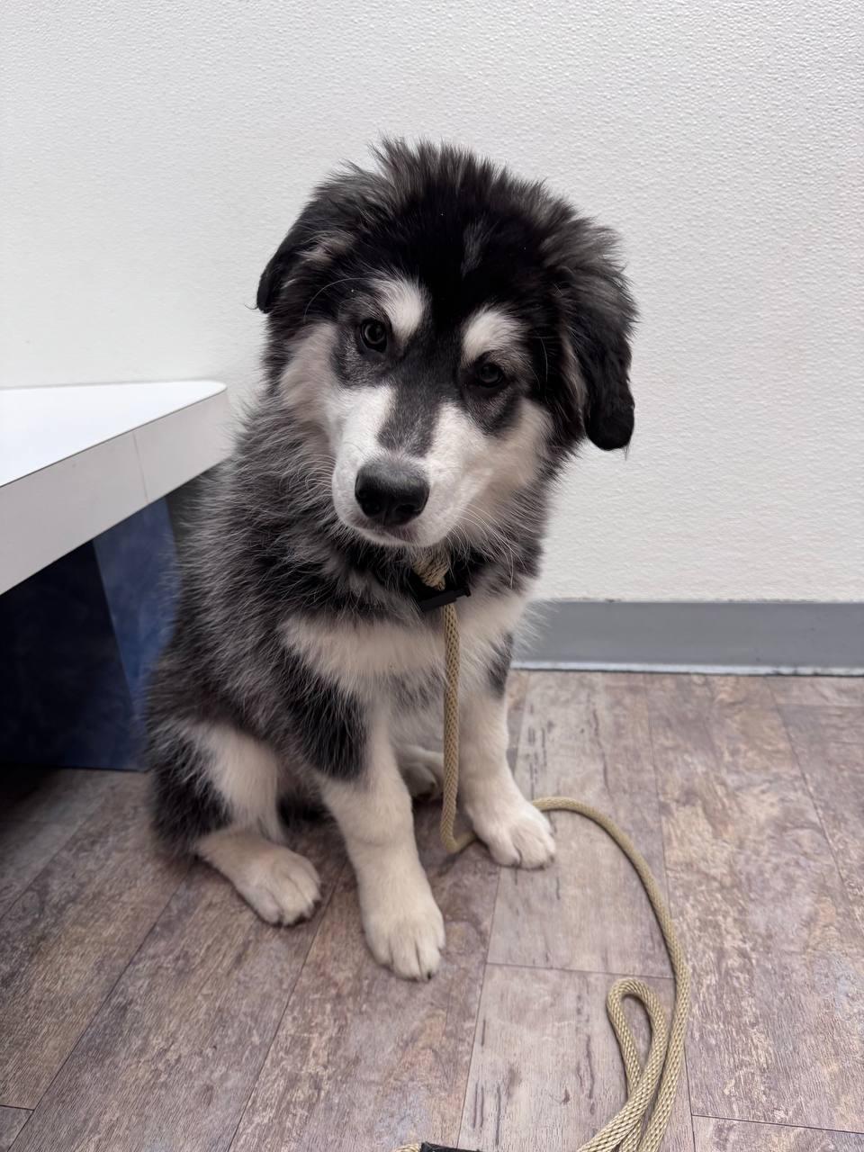 Asher, Adoptable, Puppy Male Siberian Husky.