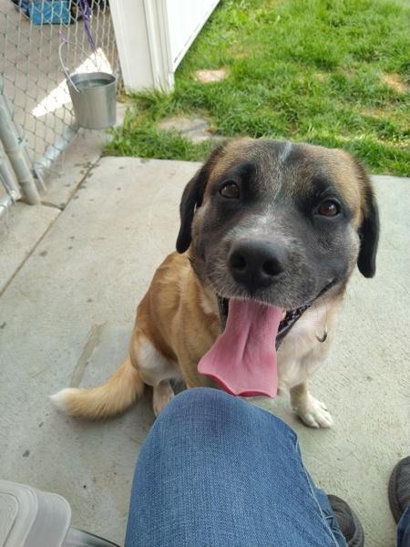 Prince 46360, Adoptable, Adult Male Labrador Retriever & Boxer.