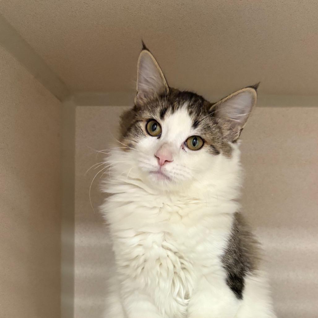 Reindeer (25-3S-2), Adoptable, Kitten Female Domestic Short Hair.