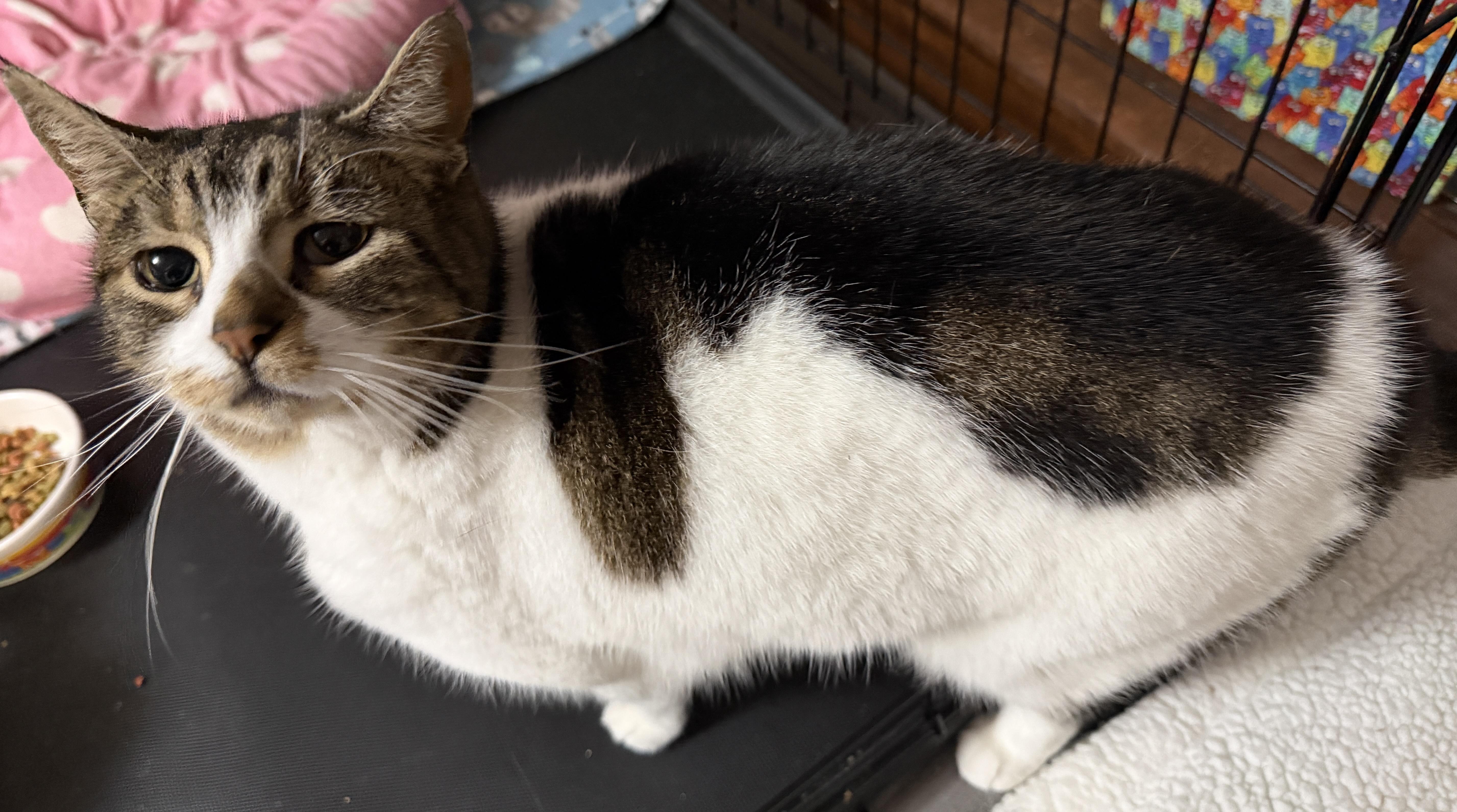 Enlarge Freckles, a Adoptable Domestic Short Hair in Tillamook, OR image 5/6