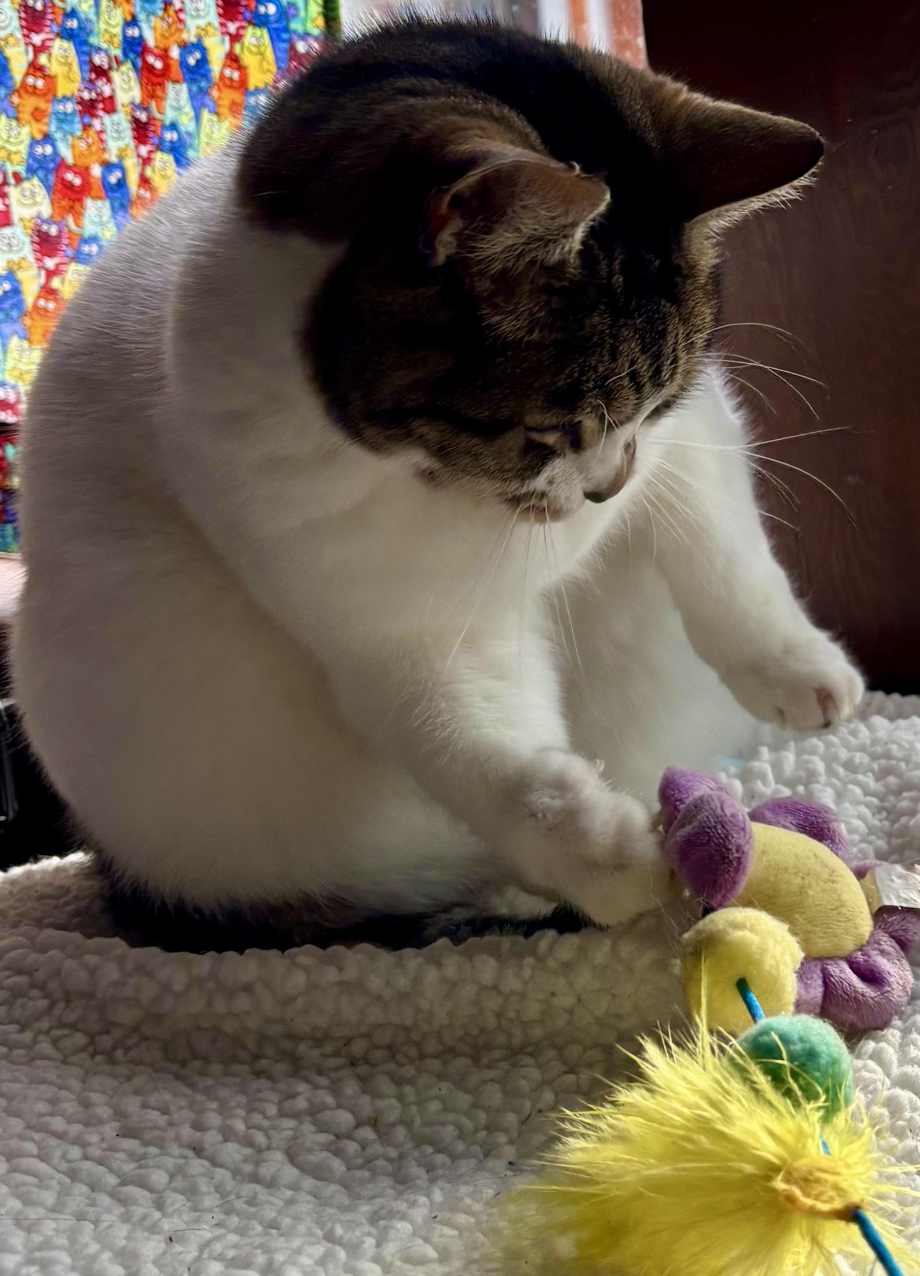 Enlarge Freckles, a Adoptable Domestic Short Hair in Tillamook, OR image 2/6