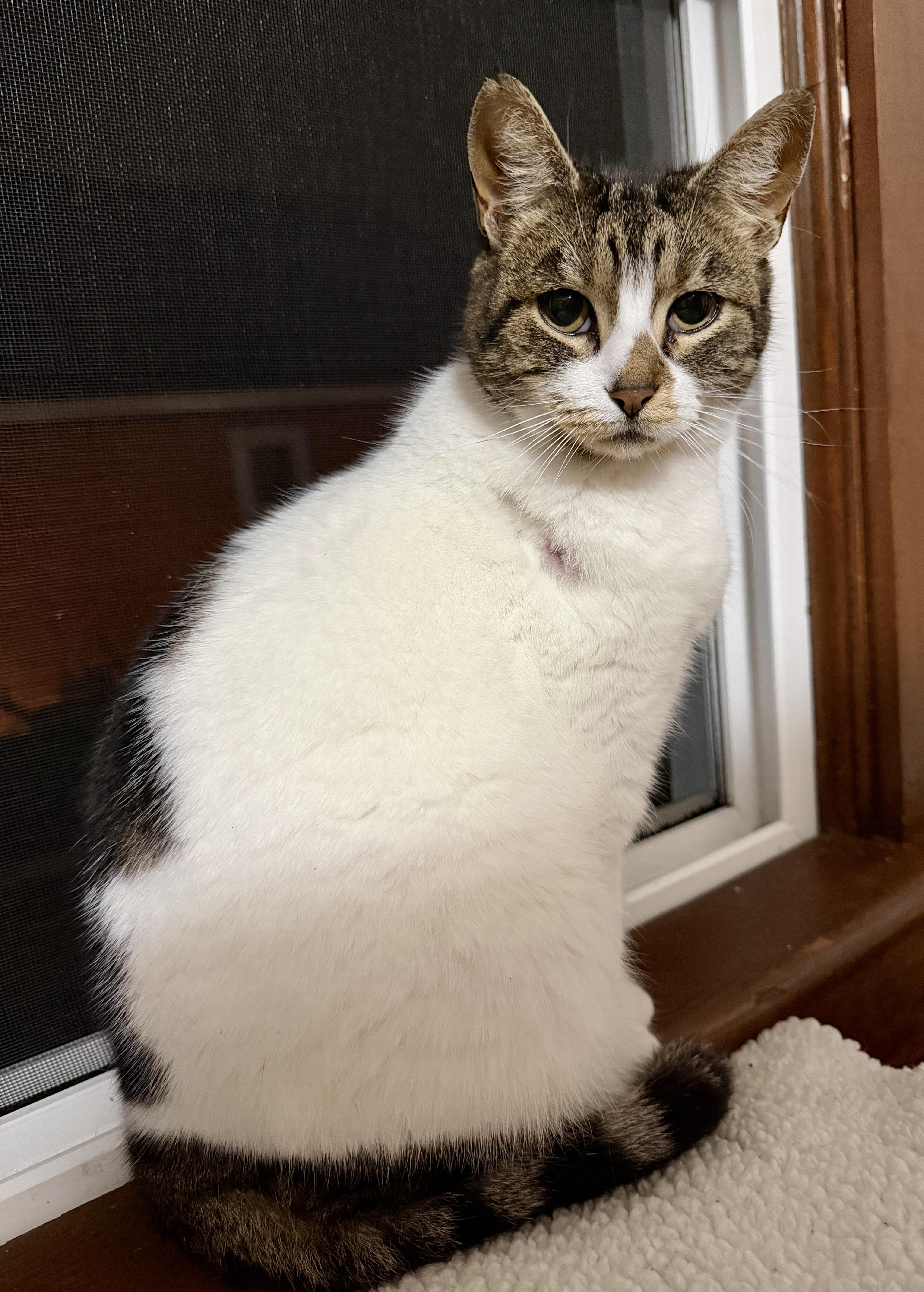 Freckles, Adoptable, Adult Female Domestic Short Hair.