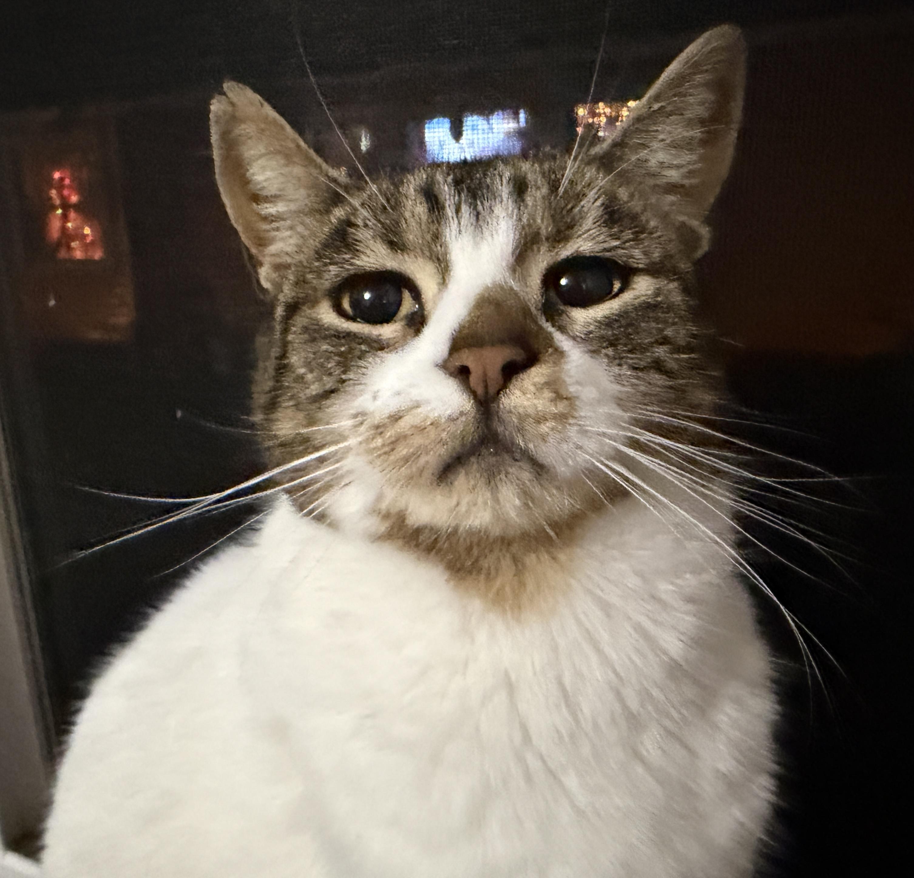 Enlarge Freckles, a Adoptable Domestic Short Hair in Tillamook, OR image 6/6