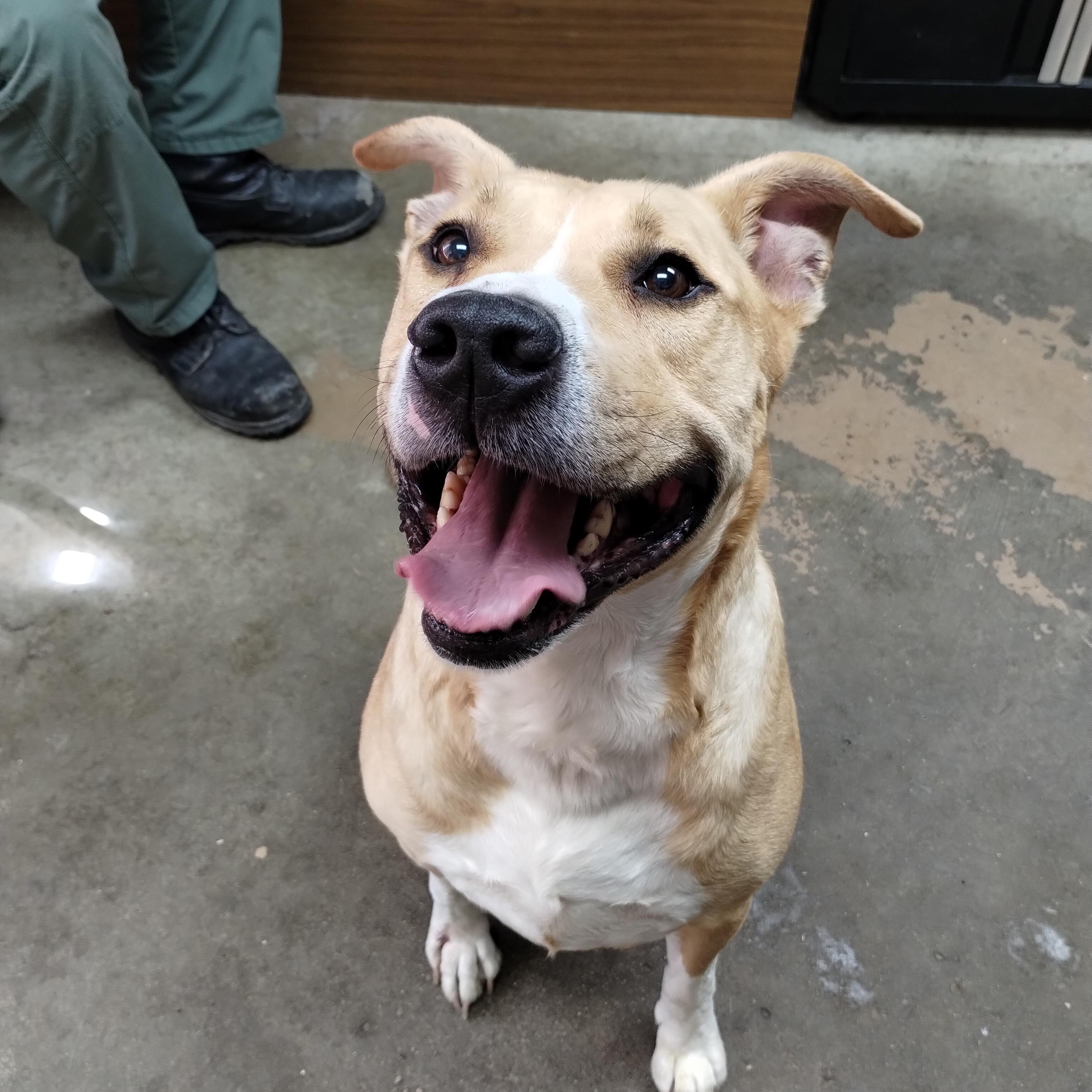 25-058 Available 5-2-25, a Adoptable mixed breed in Carrollton, OH image 1/4