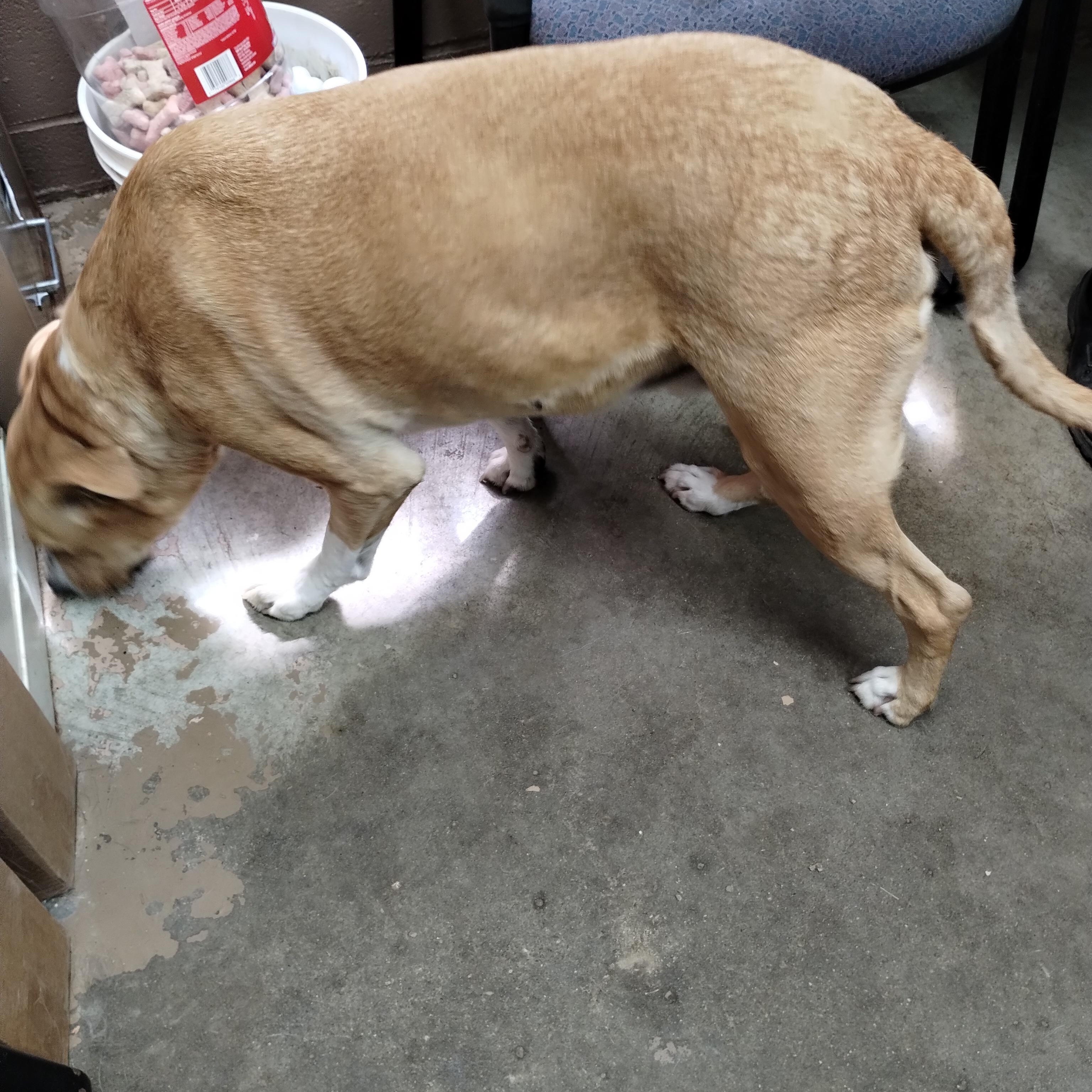 25-058 Available 5-2-25, a Adoptable mixed breed in Carrollton, OH image 2/4