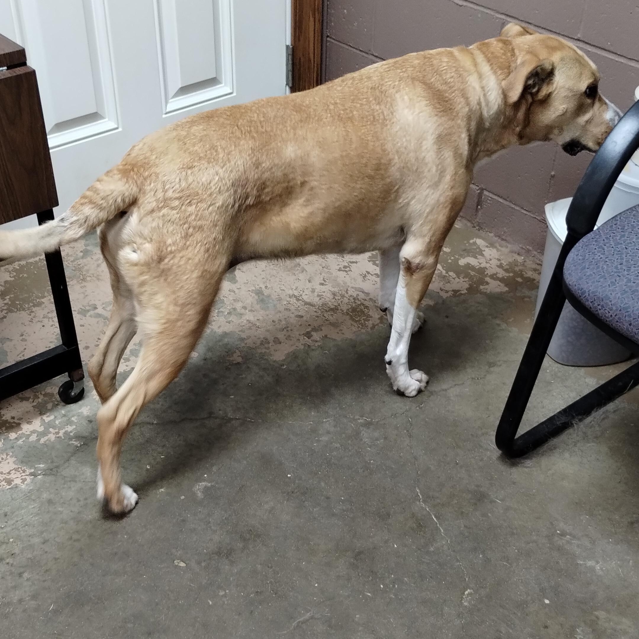 25-058 Available 5-2-25, a Adoptable mixed breed in Carrollton, OH image 3/4