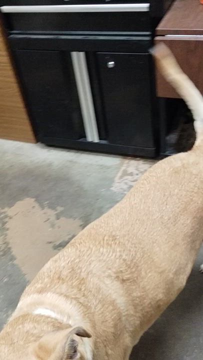 Enlarge 25-058 Available 5-2-25, a Adoptable mixed breed in Carrollton, OH video 4/4