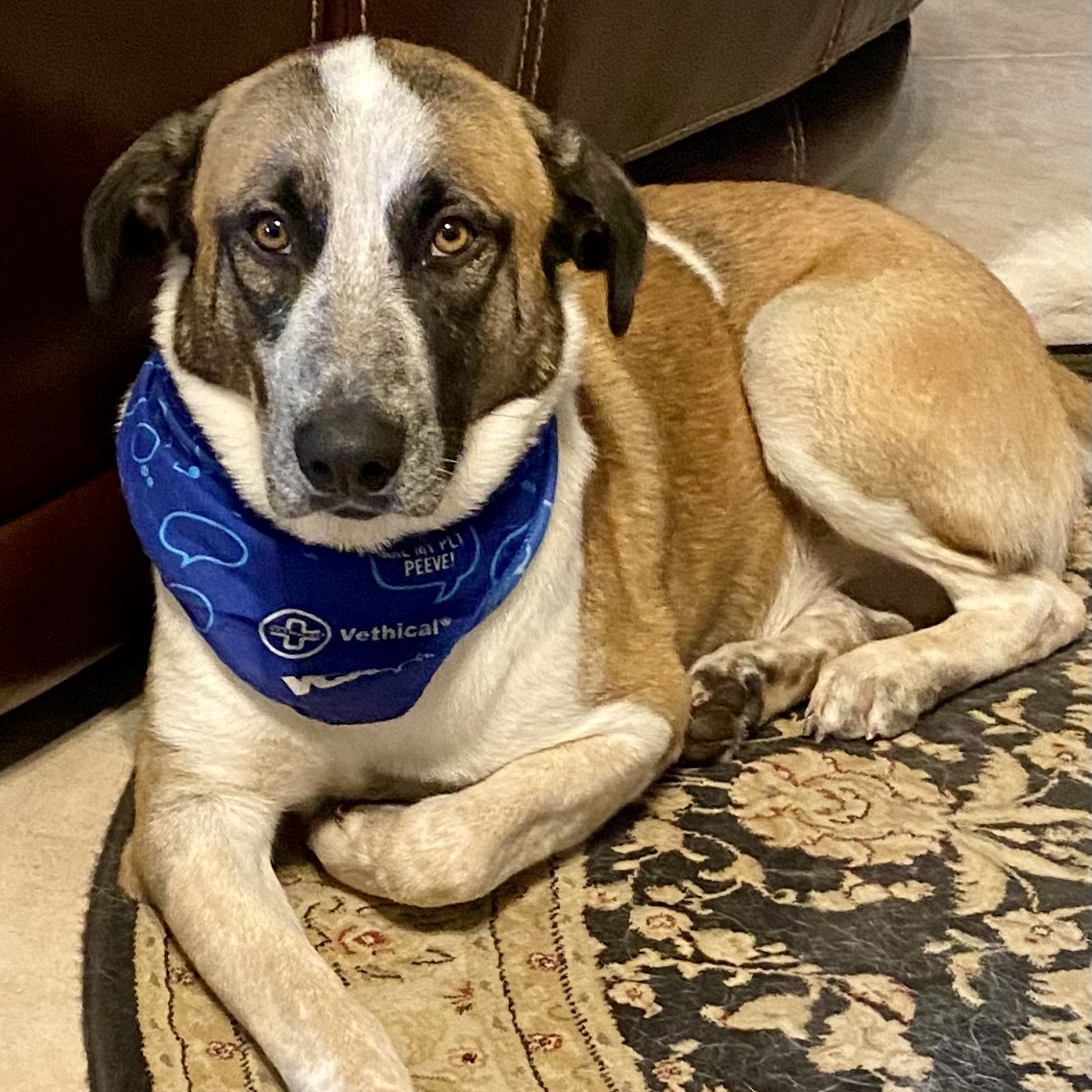 Barnaby Jones, Adoptable, Adult Male Great Pyrenees & Belgian Shepherd / Malinois.