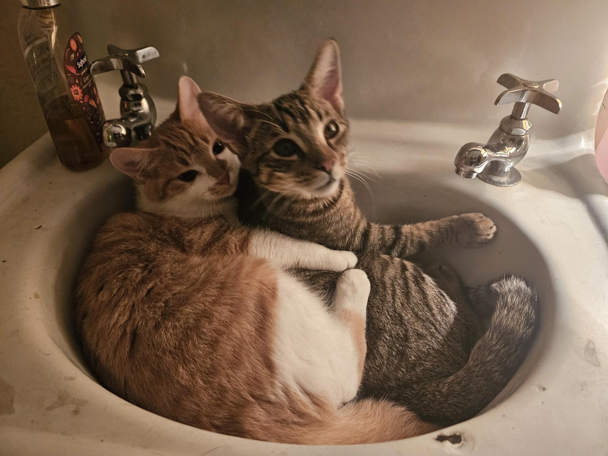 Enlarge Arlo, a Adopted Domestic Short Hair in Murfreesboro, TN image 1/2