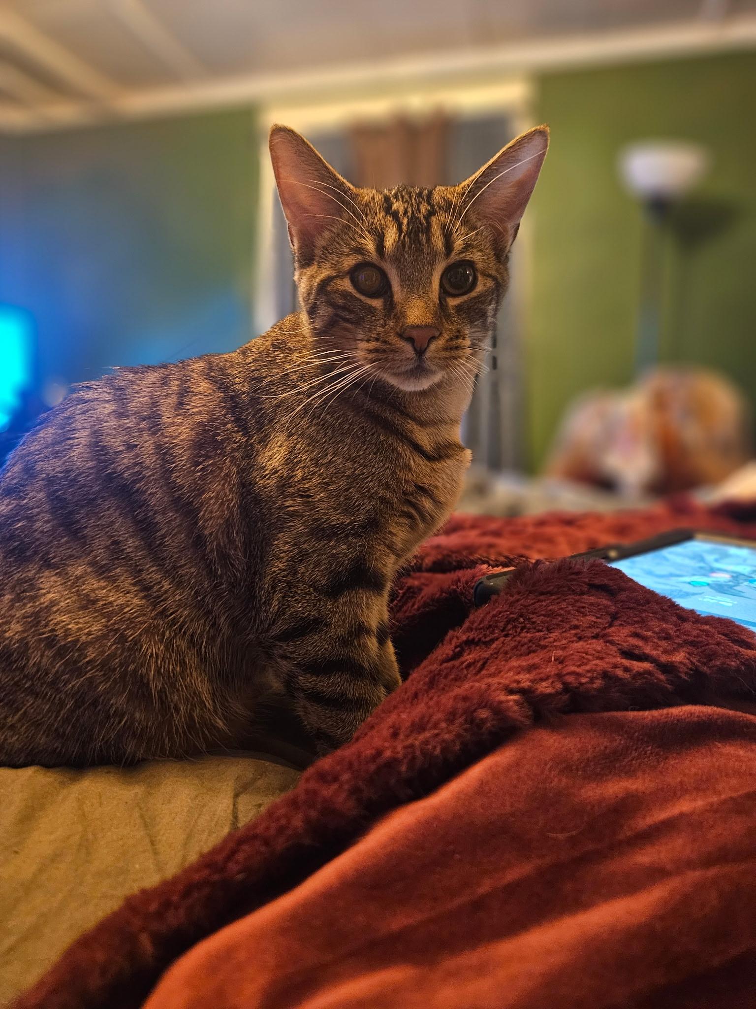 Enlarge Arlo, a Adopted Domestic Short Hair in Murfreesboro, TN image 2/2