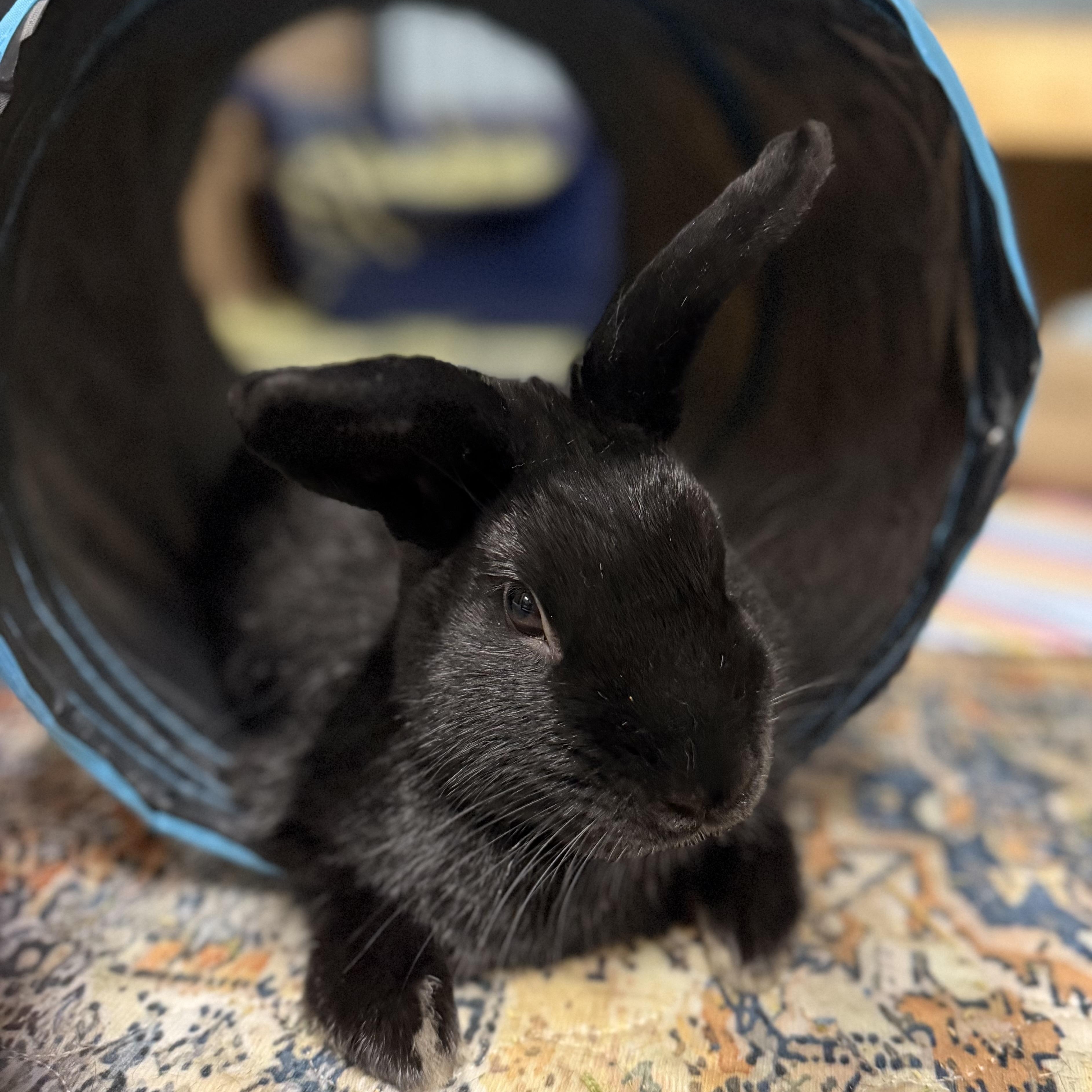 Enlarge GASPAR, a Adoptable mixed breed in Forest Hills, NY image 1/6