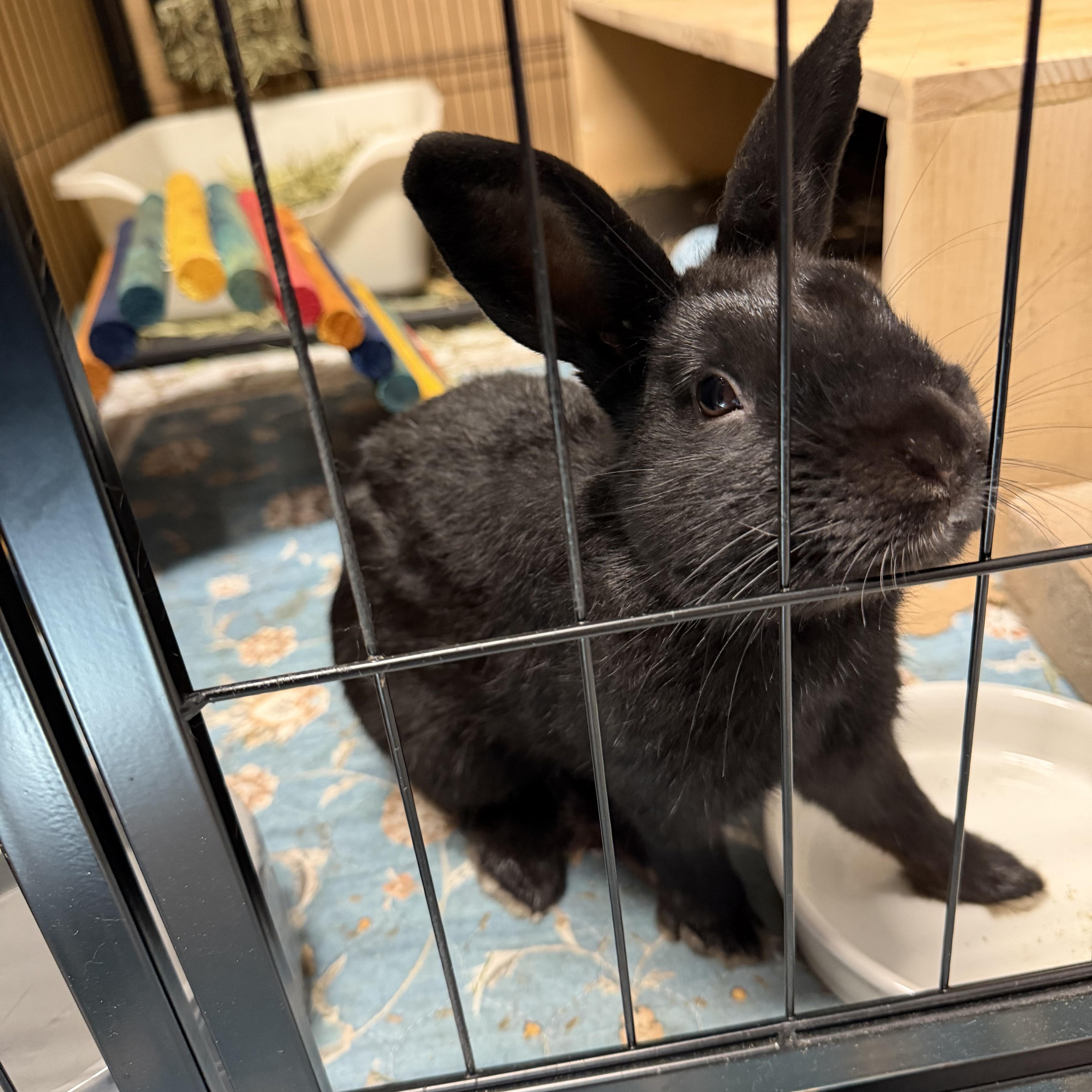 Enlarge GASPAR, a Adoptable mixed breed in Forest Hills, NY image 6/6