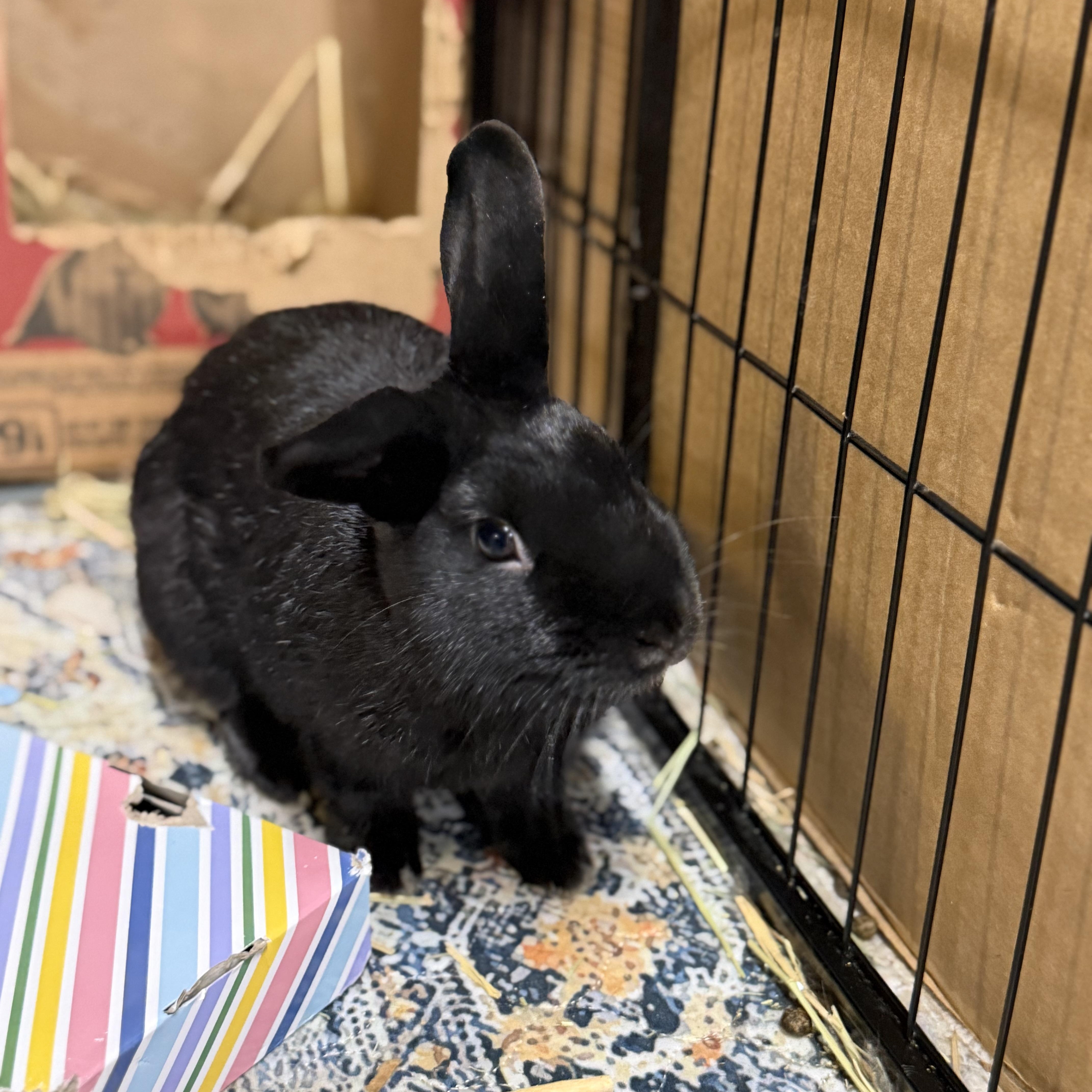 Enlarge GASPAR, a Adoptable mixed breed in Forest Hills, NY image 2/6