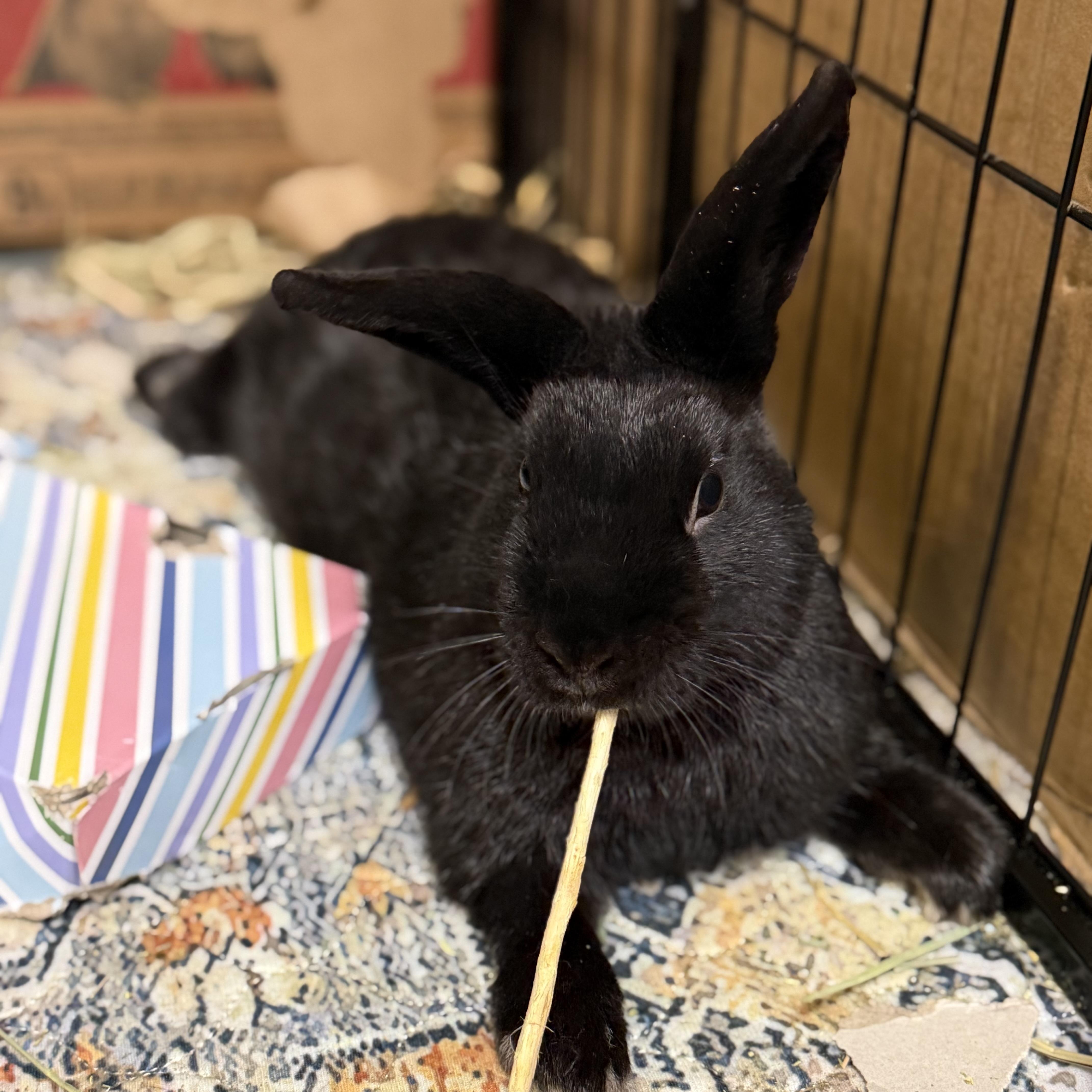 Enlarge GASPAR, a Adoptable mixed breed in Forest Hills, NY image 3/6
