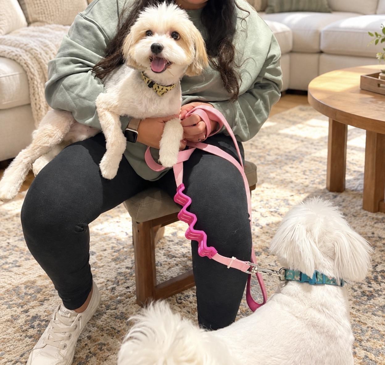 Enlarge Bonded Pair, a Adoptable mixed breed in Newmarket, ON image 6/6