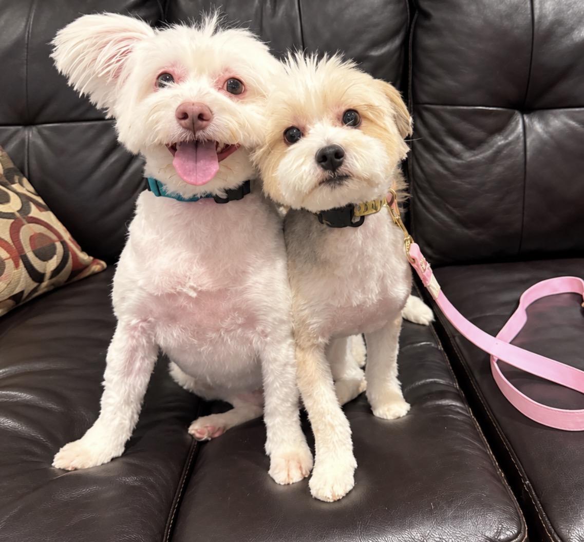 Bonded Pair, Adoptable, Adult Female Morkie & West Highland White Terrier / Westie.