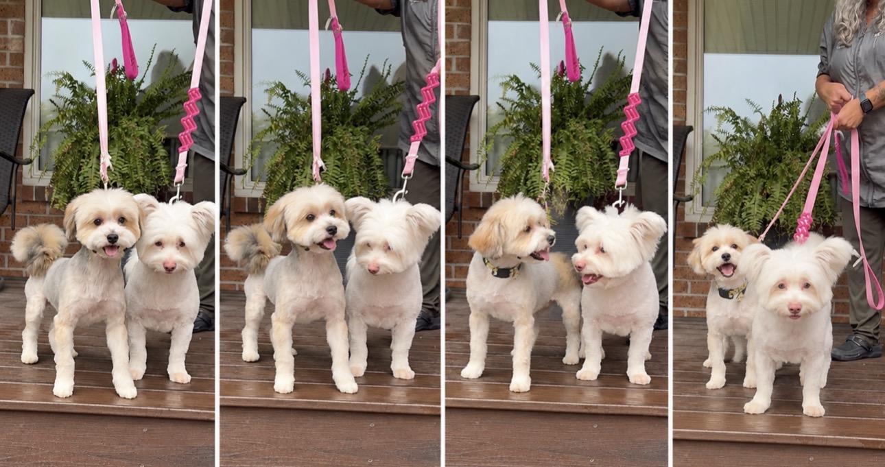 Enlarge Bonded Pair, a Adoptable mixed breed in Newmarket, ON image 2/6