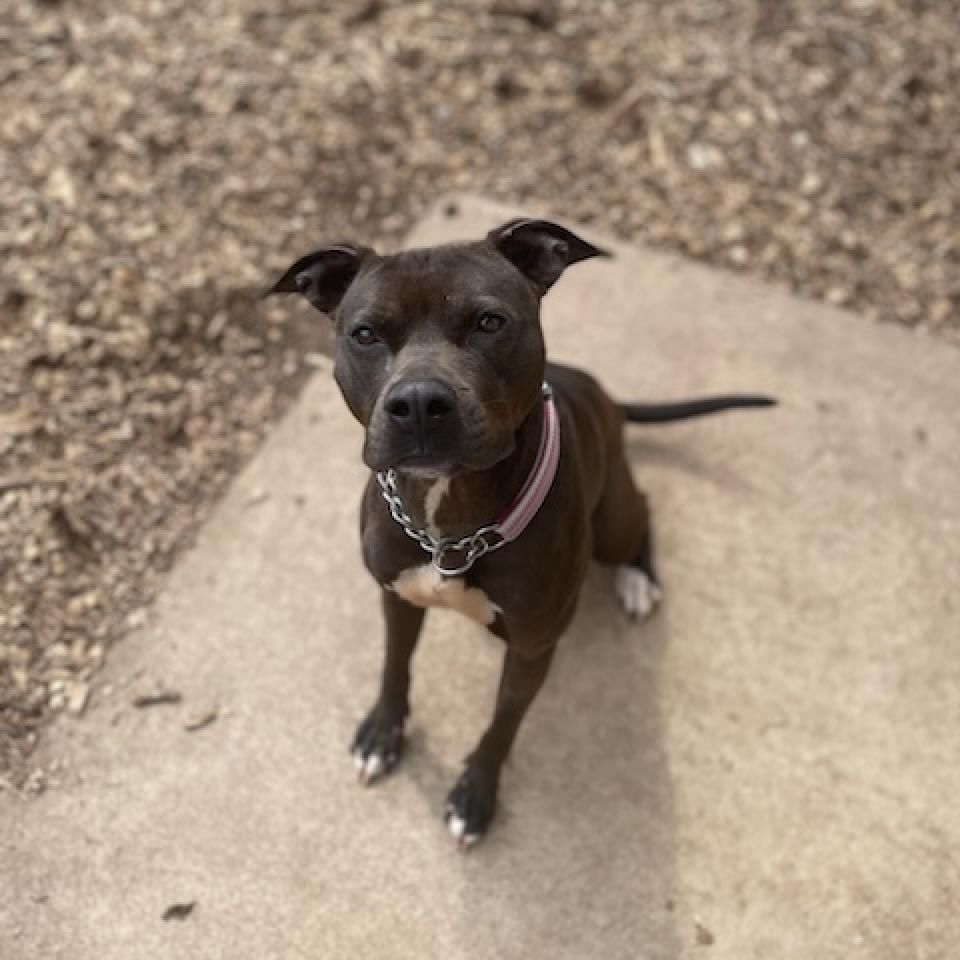 Milly 02-1509, Adoptable, Adult Female Pit Bull Terrier.