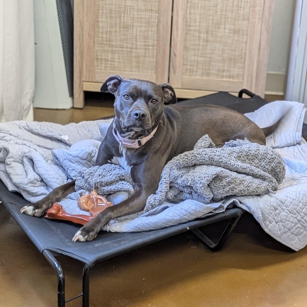 Enlarge Milly 02-1509, a Adoptable mixed breed in Tyrone, GA image 2/6