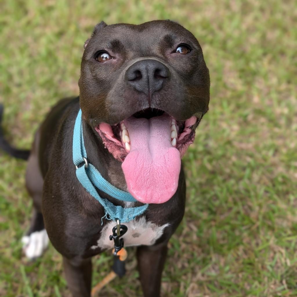 Enlarge Milly 02-1509, a Adoptable mixed breed in Tyrone, GA image 2/6