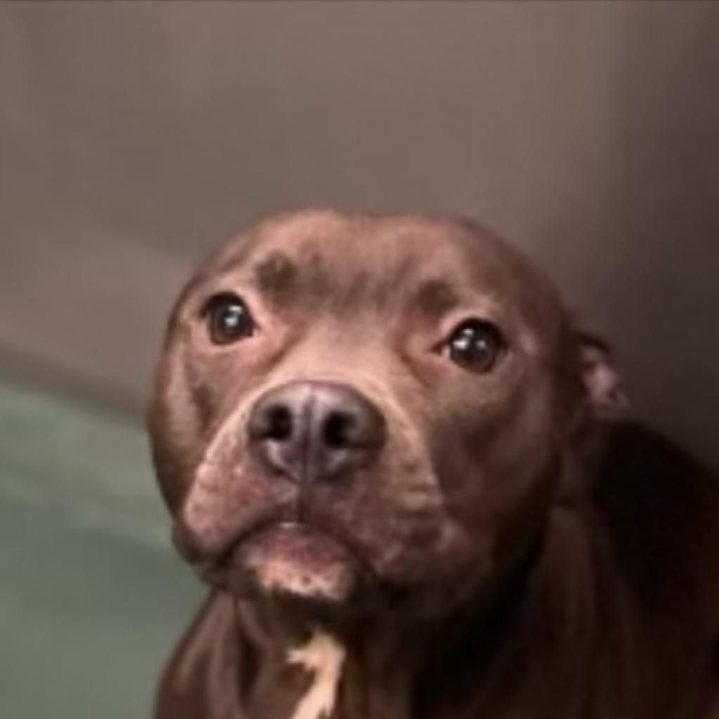 Enlarge Milly 02-1509, a Adoptable mixed breed in Tyrone, GA image 3/6