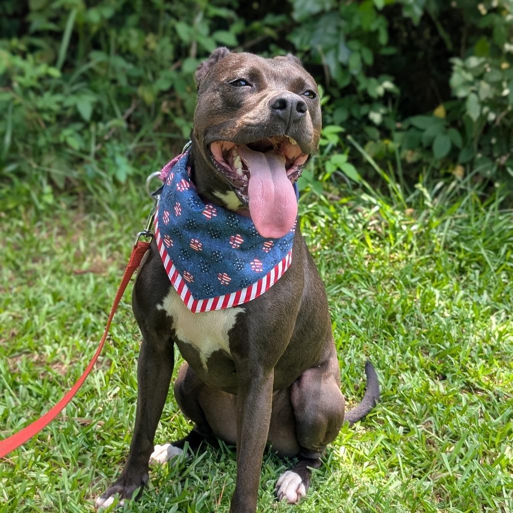 Enlarge Milly 02-1509, a Adoptable mixed breed in Tyrone, GA image 4/6