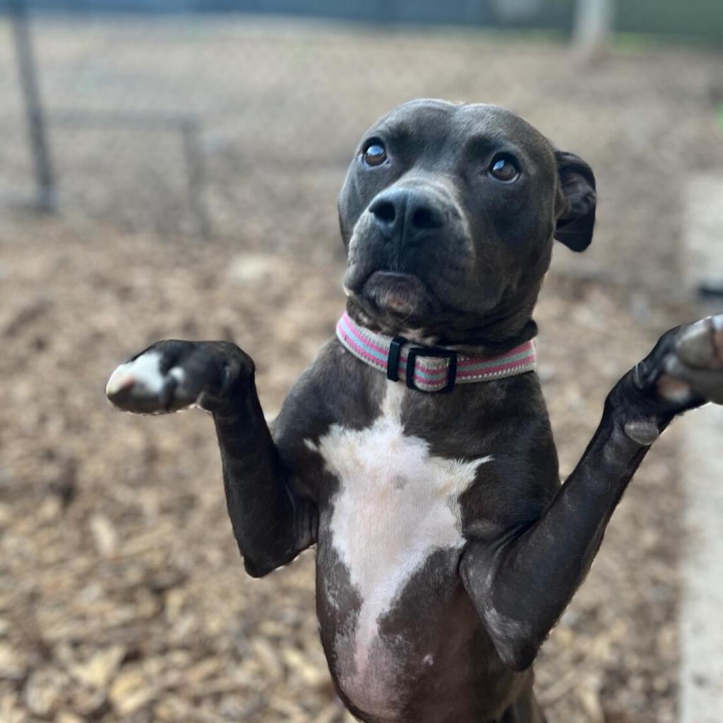 Enlarge Milly 02-1509, a Adoptable mixed breed in Tyrone, GA image 5/6