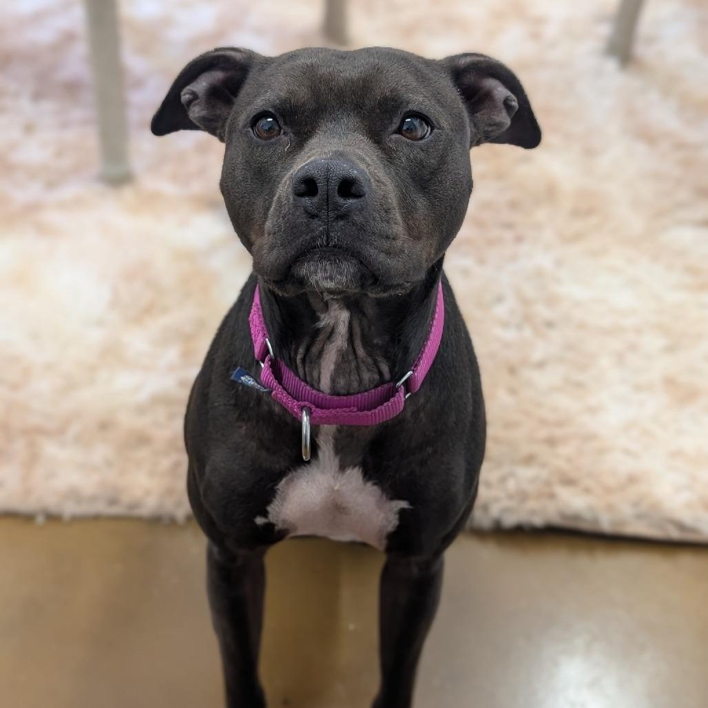 Enlarge Milly 02-1509, a Adoptable mixed breed in Tyrone, GA image 6/6