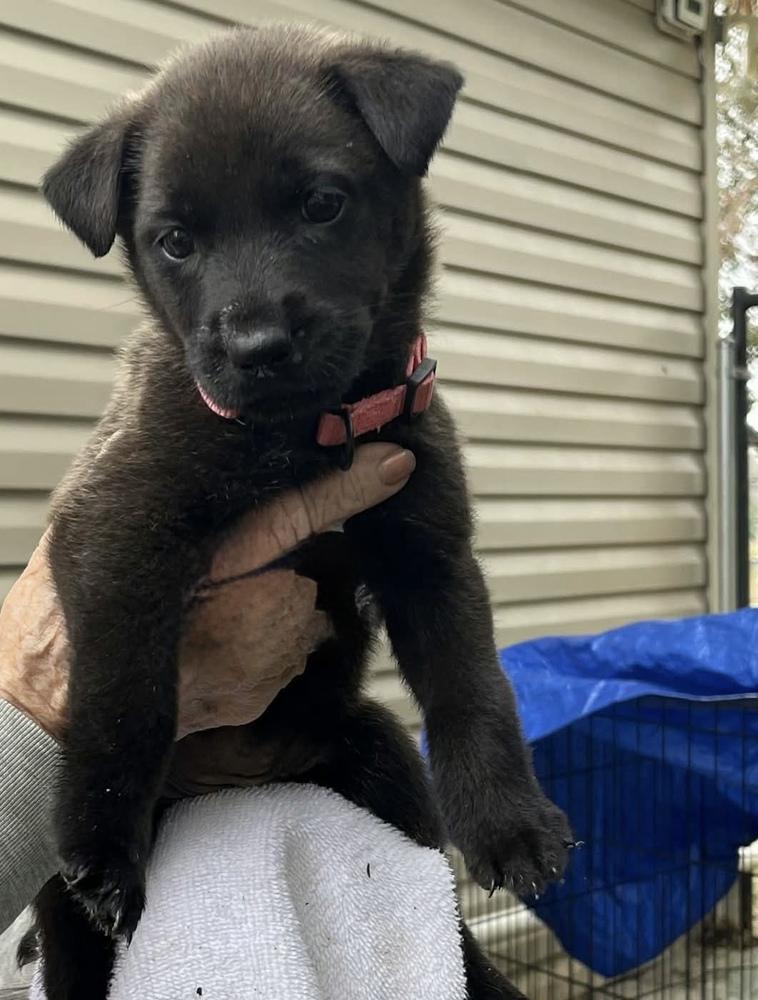 Enlarge Connie, a Adoptable mixed breed in Willingboro, NJ image 1/1