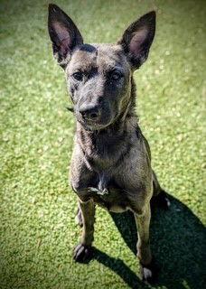 FALLON, Adoptable, Adult Female Belgian Shepherd / Malinois.