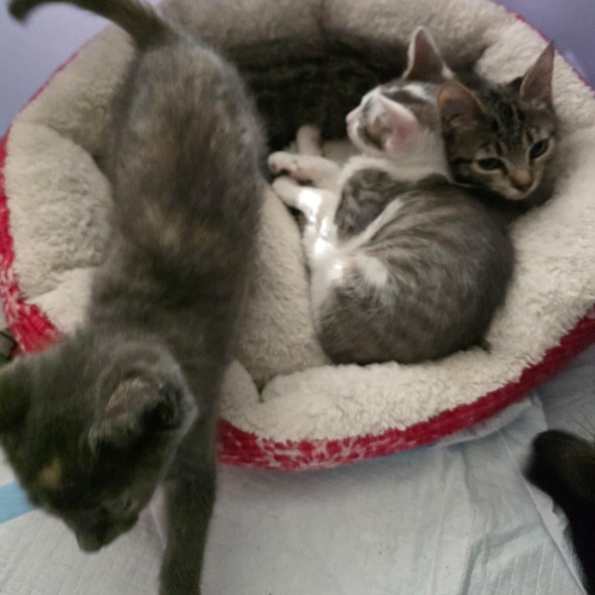 Enlarge Pebbles, an adopted Domestic Short Hair in Odenton, MD image 2/2