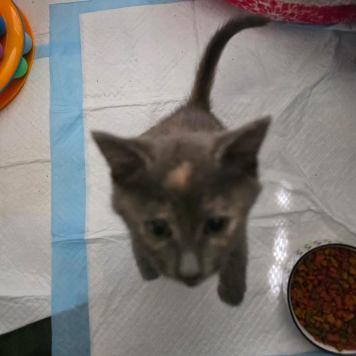 Enlarge Pebbles, an adopted Domestic Short Hair in Odenton, MD image 1/2