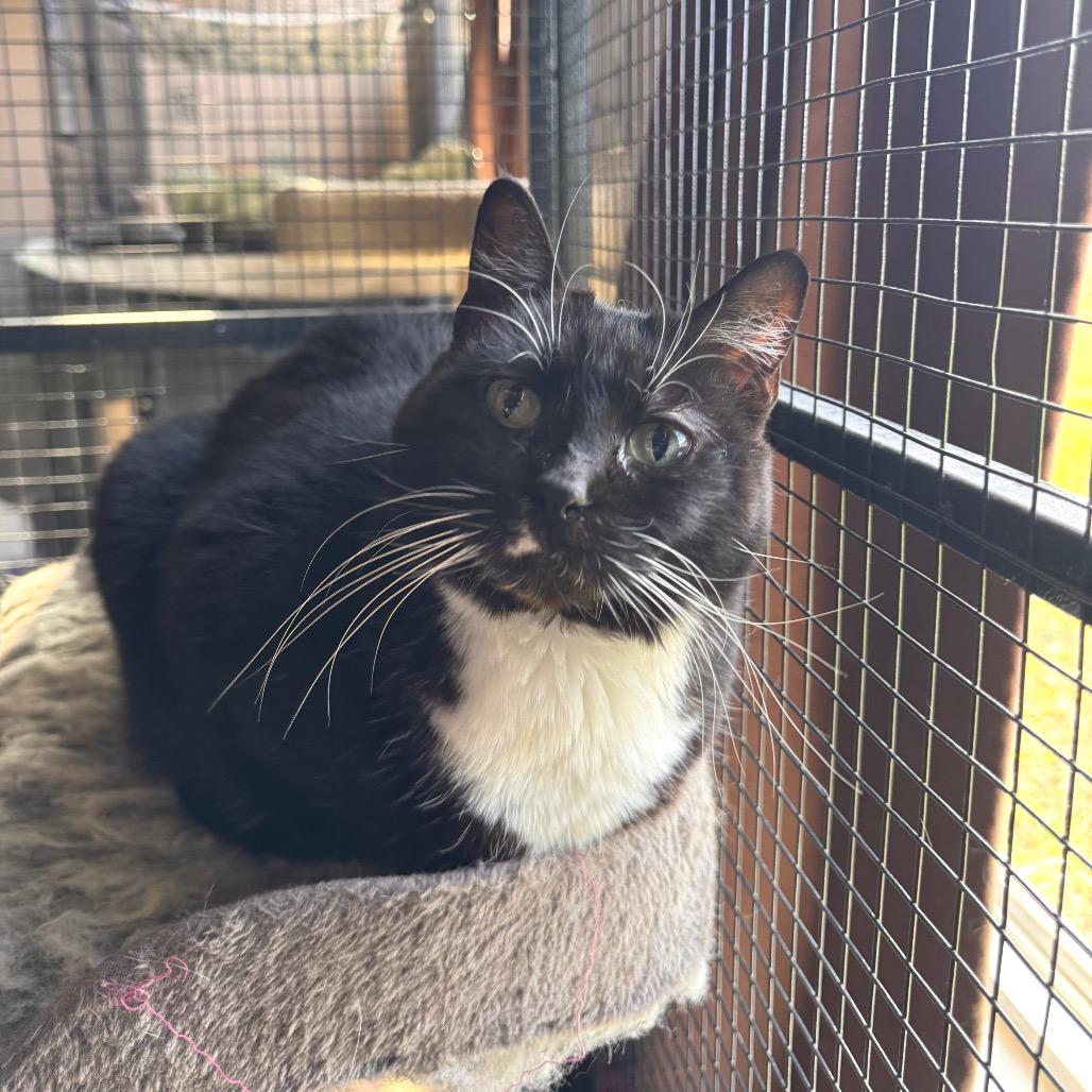 FC36 Nessa Rose, Adoptable, Adult Female Domestic Short Hair.